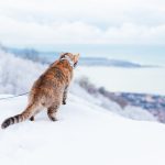 Les secrets de l&rsquo;exploration en plein air : Comment cela peut transformer la vie de votre chat !