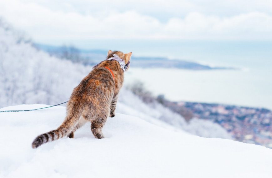 Les secrets de l&rsquo;exploration en plein air : Comment cela peut transformer la vie de votre chat !