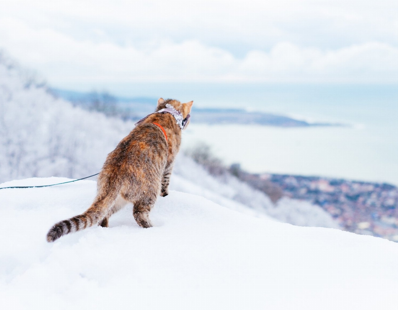 Les secrets de l’exploration en plein air : Comment cela…