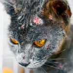 Les secrets des maladies respiratoires allergiques chez les chats révélés : découvrez les symptômes alarmants et les traitements miracles !