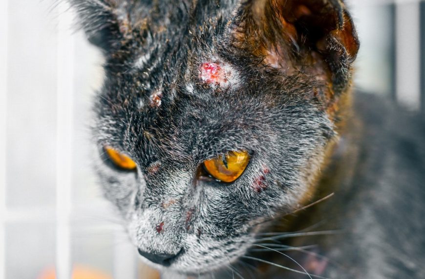 Les secrets des maladies respiratoires allergiques chez les chats révélés : découvrez les symptômes alarmants et les traitements miracles !