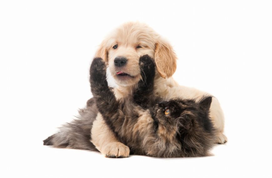 Les secrets du langage corporel de votre chat enfin révélés : découvrez ce qu&rsquo;il essaie de vous dire !