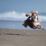 Les secrets du langage corporel des chiens enfin dévoilés : découvrez comment comprendre votre toutou !