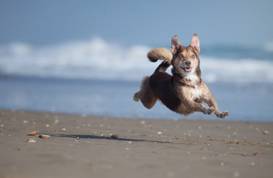 Les secrets du langage corporel des chiens enfin dévoilés : découvrez comment comprendre votre toutou !
