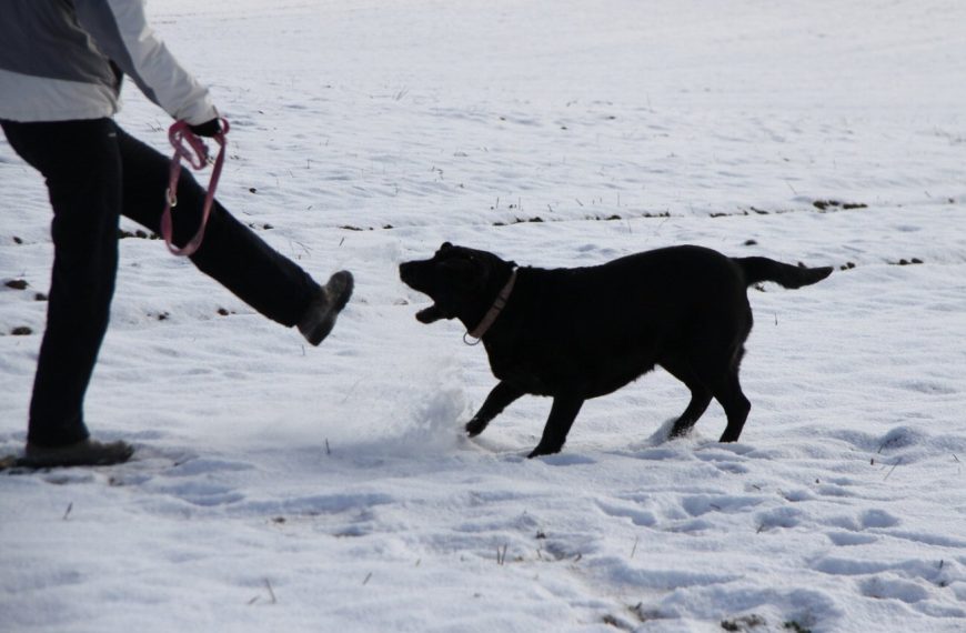 Les secrets pour apprendre à votre chien à être pacifique avec ses congénères !