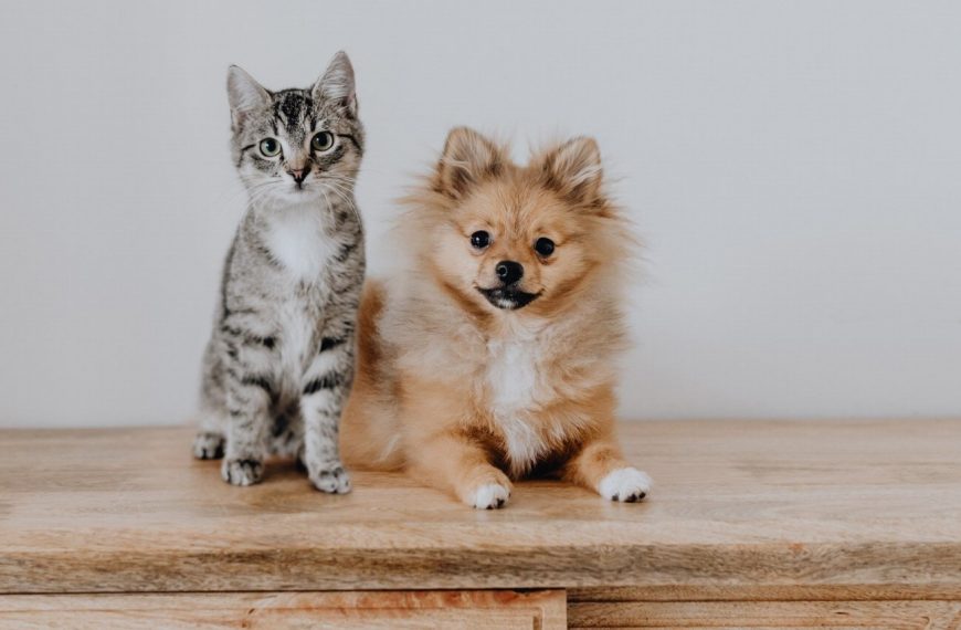 Les secrets pour arrêter le léchage compulsif chez les chats – Découvrez nos astuces inédites !