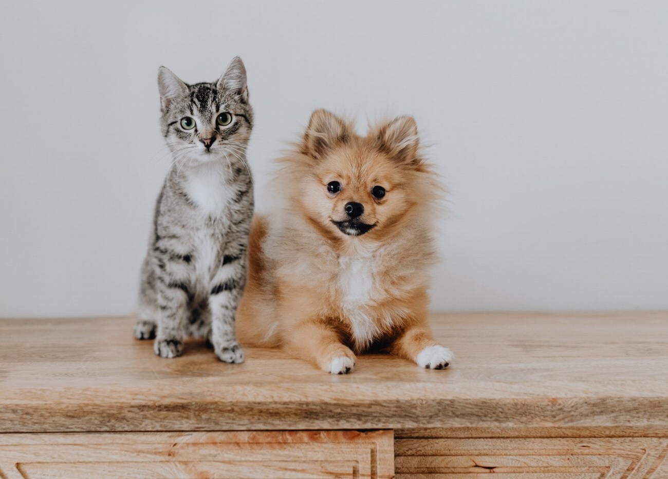 Les secrets pour arrêter le léchage compulsif chez les chats…