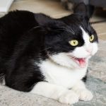 Les secrets pour calmer votre chat agressif : découvrez nos astuces efficaces !