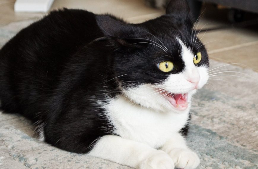 Les secrets pour calmer votre chat agressif : découvrez nos astuces efficaces !