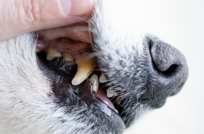 Les secrets pour éviter l&rsquo;obésité chez votre chien et lui offrir une vie saine et active !