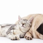 Les secrets pour éviter les problèmes digestifs chez votre chat : découvrez nos astuces !