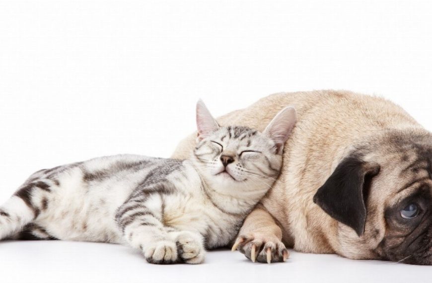 Les secrets pour éviter les problèmes digestifs chez votre chat : découvrez nos astuces !