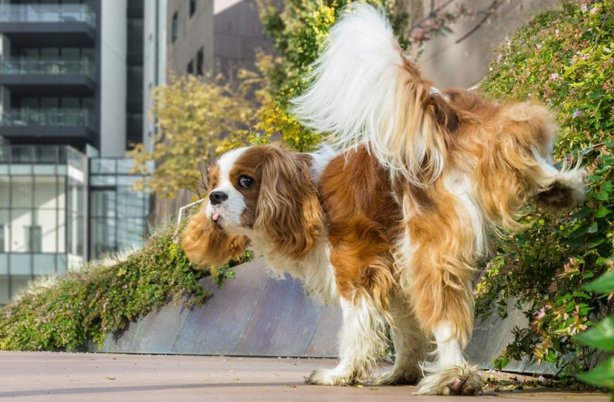 Les secrets pour faire disparaître les problèmes de territorialité chez votre chien – Découvrez nos astuces infaillibles !