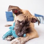 Les secrets pour garder les yeux de votre chien en parfaite santé – Découvrez nos astuces indispensables !