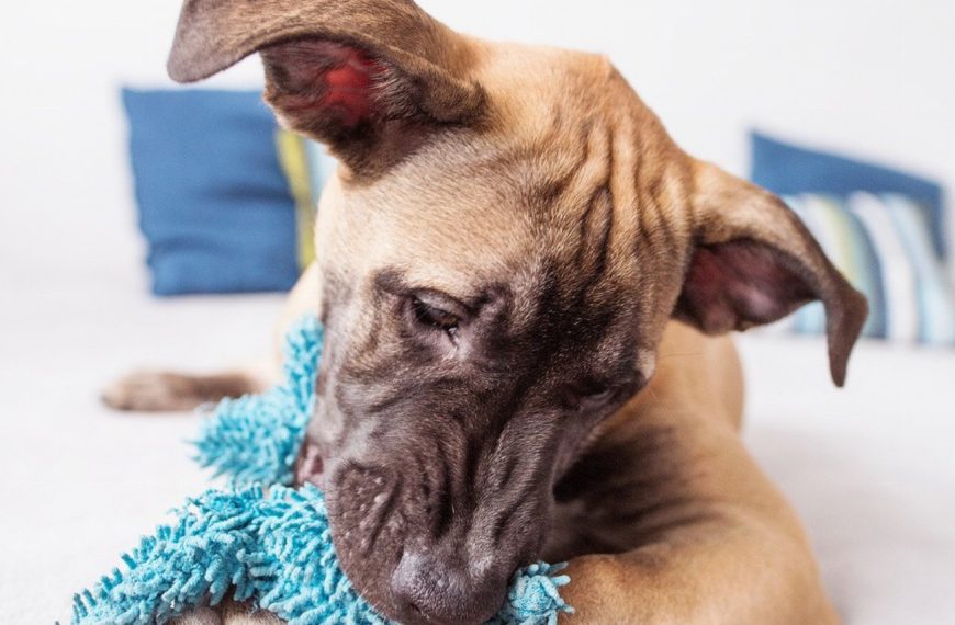 Les secrets pour garder les yeux de votre chien en parfaite santé – Découvrez nos astuces indispensables !