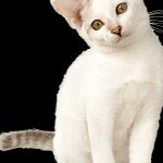 Les secrets pour impressionner vos amis avec les tours incroyables que votre chat peut apprendre !
