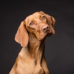 Les secrets pour maintenir la vision de votre chien en parfait état !