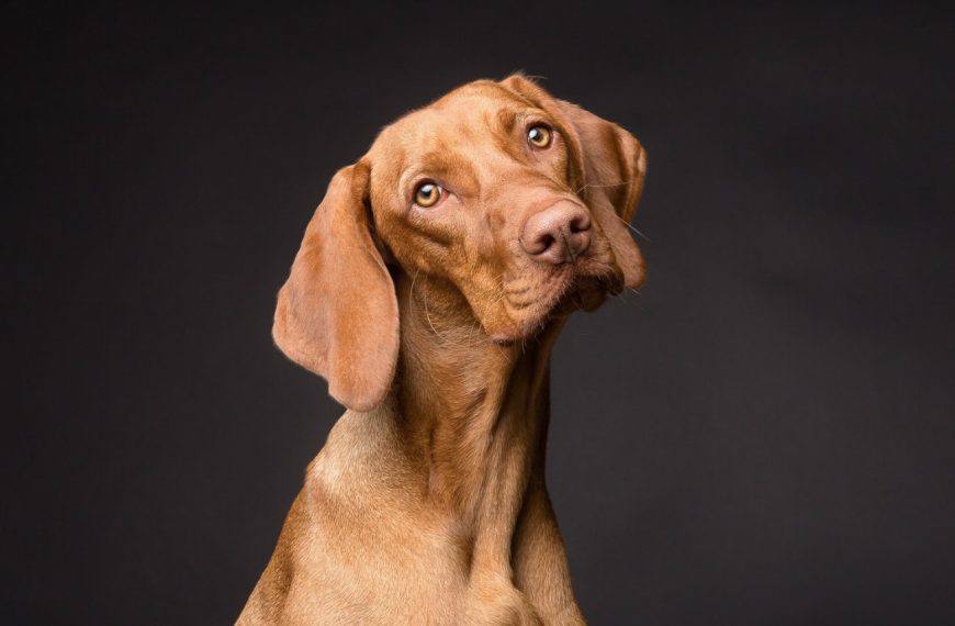 Les secrets pour maintenir la vision de votre chien en parfait état !