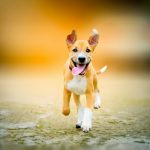 Les secrets pour maîtriser les comportements possessifs de votre chien – découvrez nos astuces infaillibles !