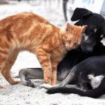 Les secrets pour prévenir et guérir les allergies cutanées chez les chats – vous ne croirez pas ce qui fonctionne vraiment !