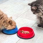 Les secrets pour prévenir et stopper les troubles alimentaires chez votre chat – Découvrez nos astuces infaillibles !