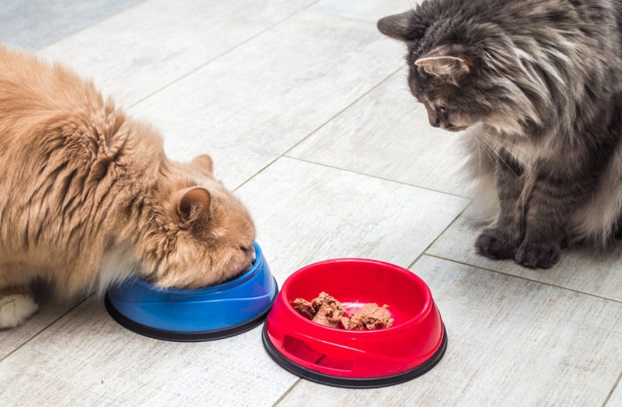 Les secrets pour prévenir et stopper les troubles alimentaires chez votre chat – Découvrez nos astuces infaillibles !