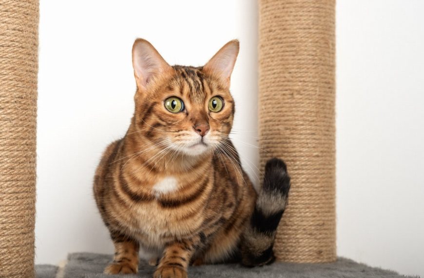 Les secrets révélés pour empêcher votre chat de détruire vos meubles – vous n&rsquo;en croirez pas vos yeux !