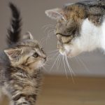 Les signes révélateurs que votre chat souffre d&rsquo;une infection gastro-intestinale – Découvrez les solutions pour le soulager rapidement !
