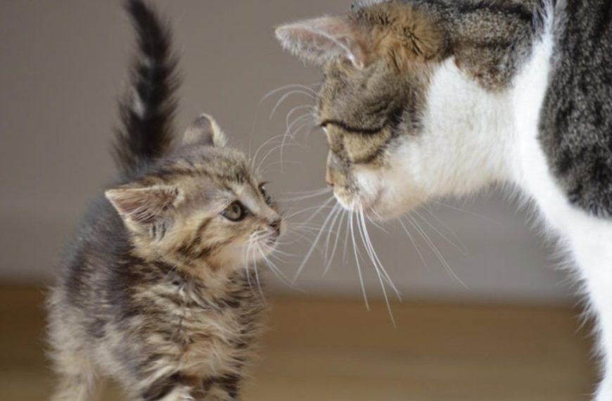 Les signes révélateurs que votre chat souffre d’une infection gastro-intestinale – Découvrez les solutions pour le soulager rapidement !