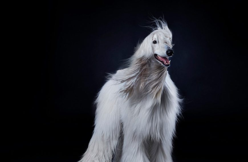 Lévrier Afghan : guide race de chien