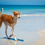 Lévrier Azawakh : guide race de chien