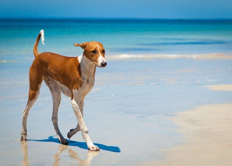 Lévrier Azawakh : guide race de chien