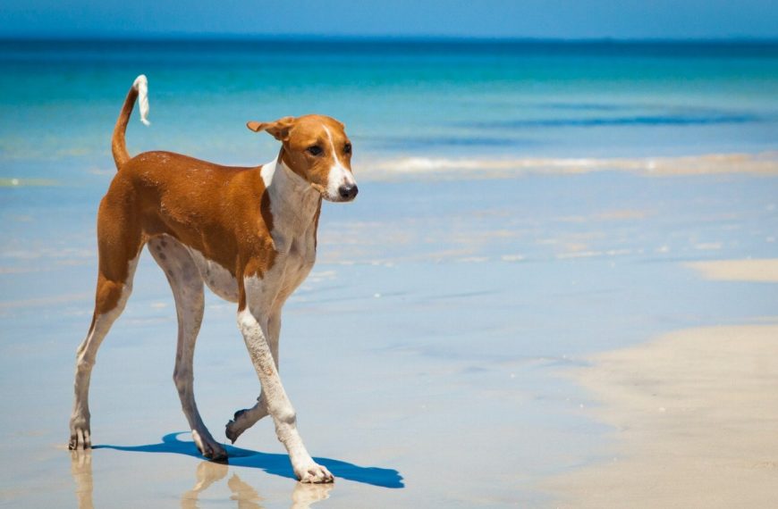 Lévrier Azawakh : guide race de chien