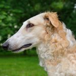 Lévrier Écossais : guide race de chien