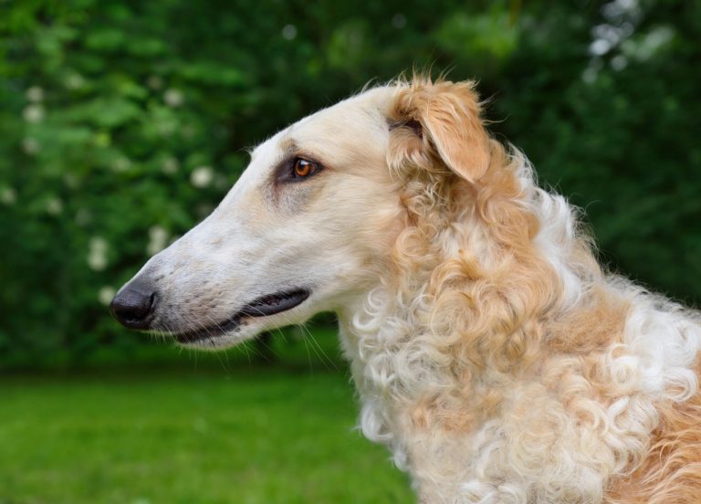 Lévrier Écossais : guide race de chien