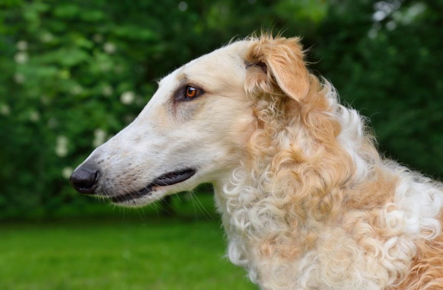 Lévrier Écossais : guide race de chien