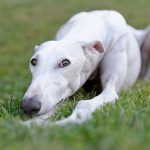 Lévrier Espagnol : guide race de chien