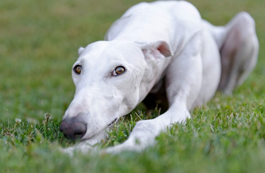Lévrier Espagnol : guide race de chien