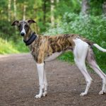 Lévrier Hongrois : guide race de chien
