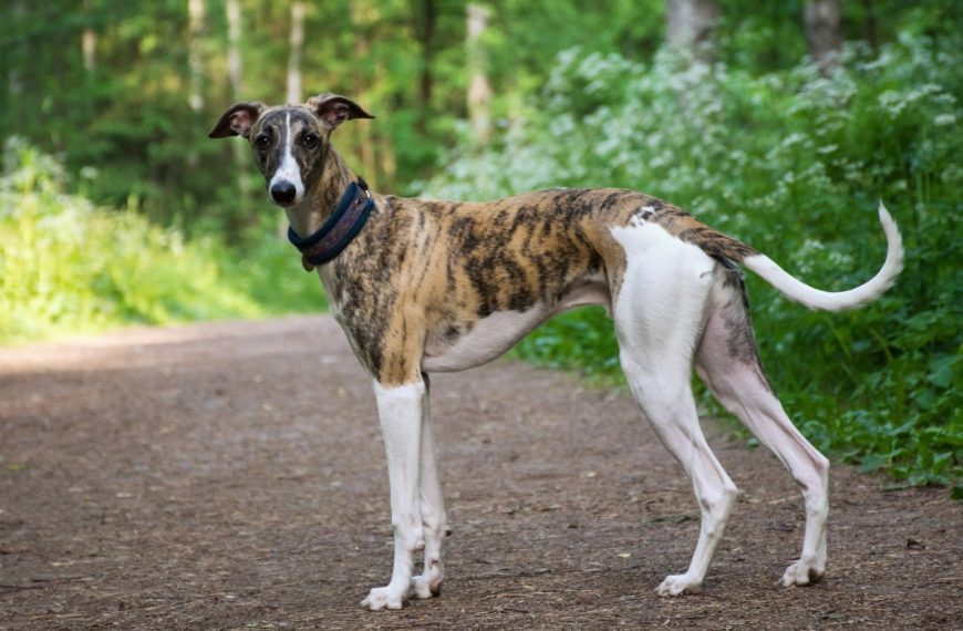 Lévrier Hongrois : guide race de chien