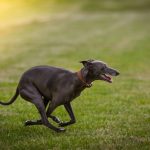 Lévrier Polonais : guide race de chien