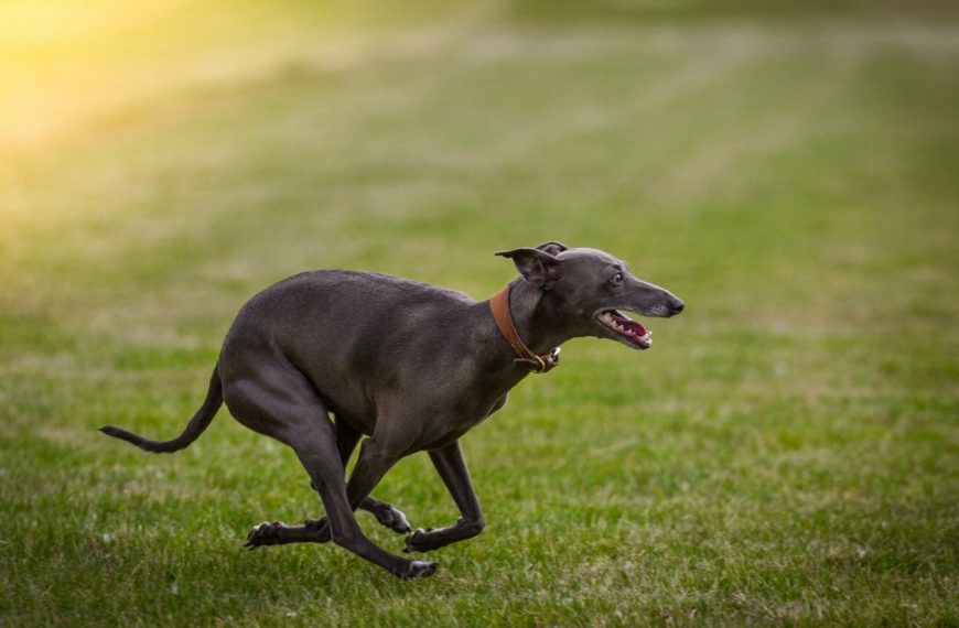 Lévrier Polonais : guide race de chien