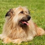 Lhassa Apso : guide race de chien