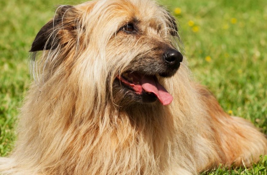 Lhassa Apso : guide race de chien