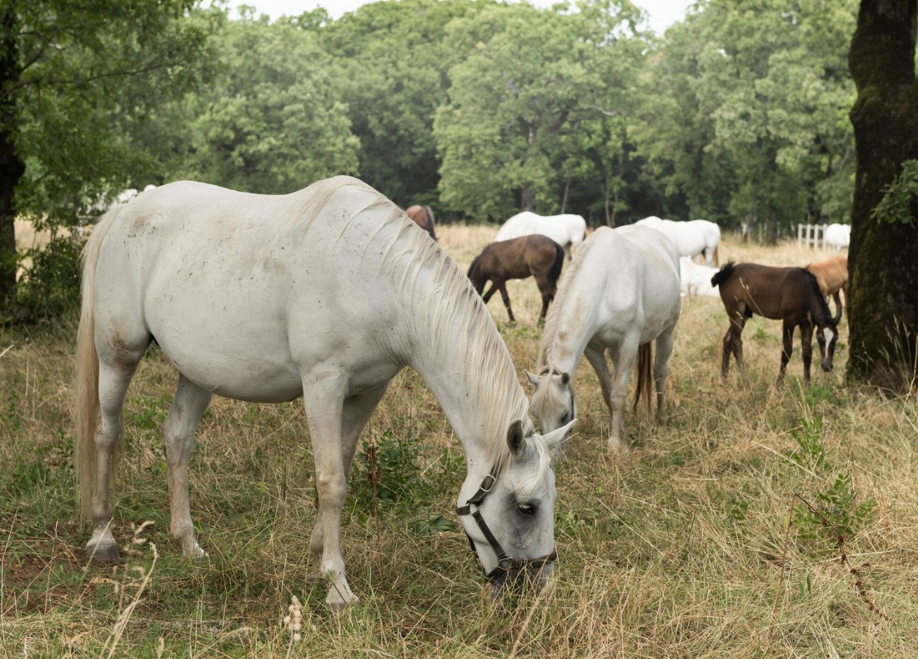 Lipizzan : guide race de cheval