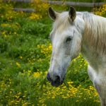 Lusitanien : guide race de cheval