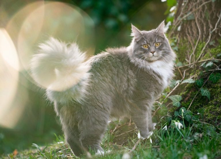 Maine Coon : guide race de chat