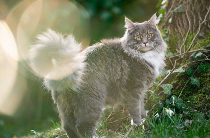 Maine Coon : guide race de chat