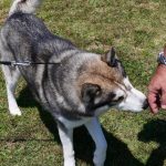 Malamute de l&rsquo;Alaska : guide race de chien