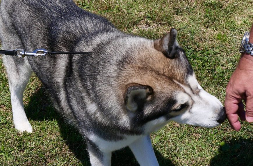 Malamute de l’Alaska : guide race de chien